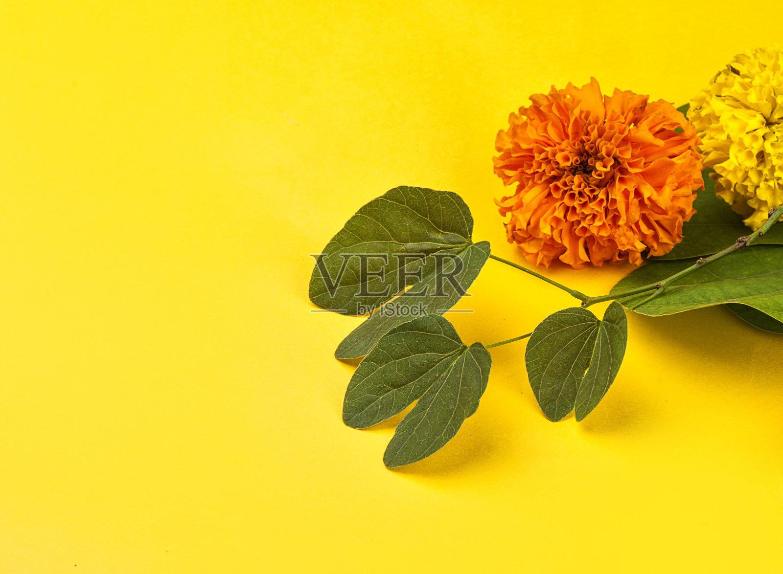 印度节日杜塞赫拉，在黄色的背景上显示金色的叶子(总紫荆)和万寿菊花。照片摄影图片