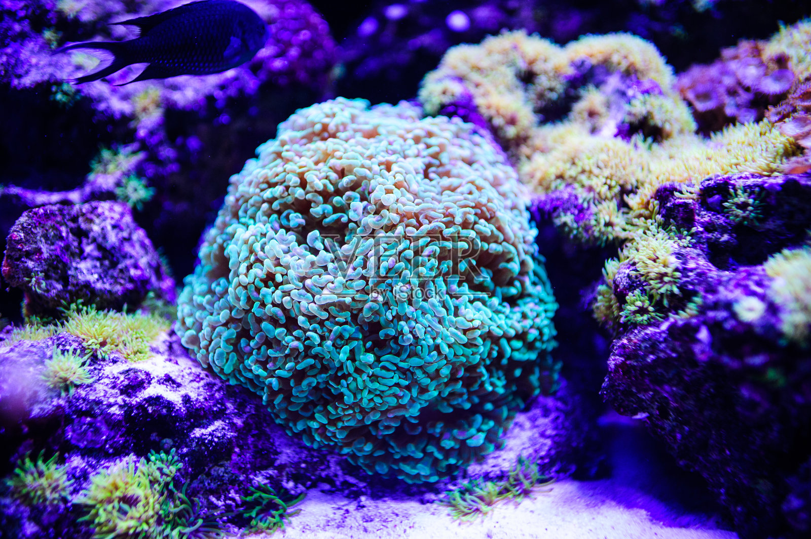 美丽的海底世界，有珊瑚和热带鱼。照片摄影图片