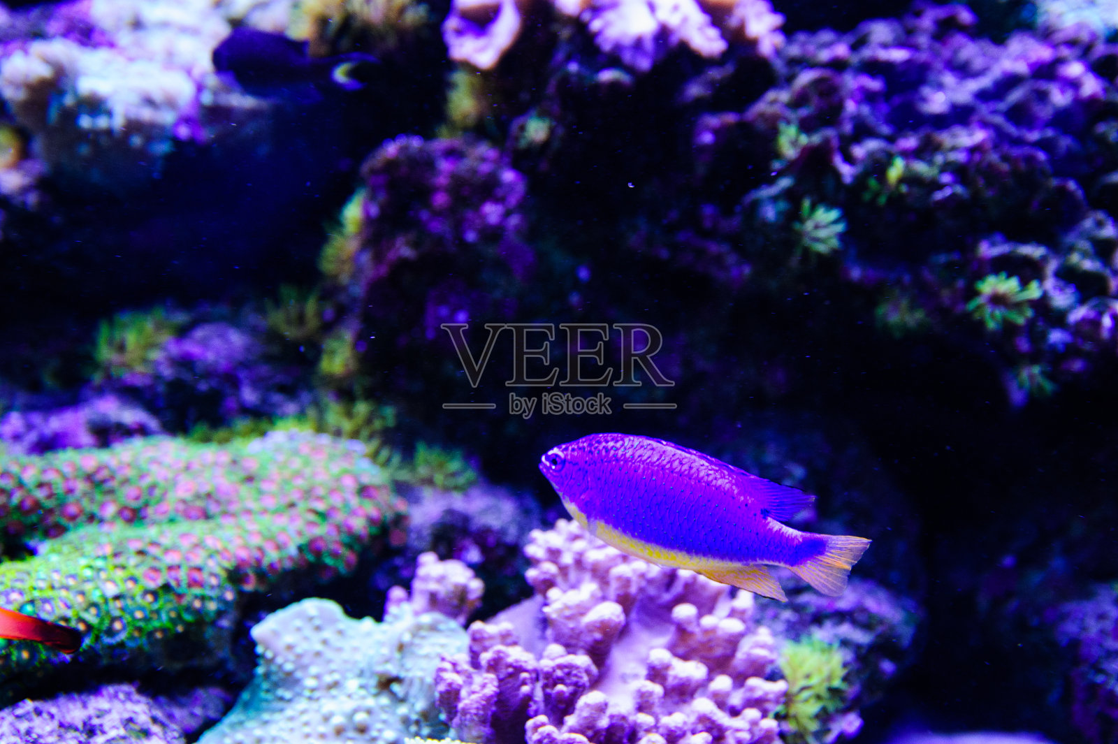 美丽的海底世界，有珊瑚和热带鱼。照片摄影图片