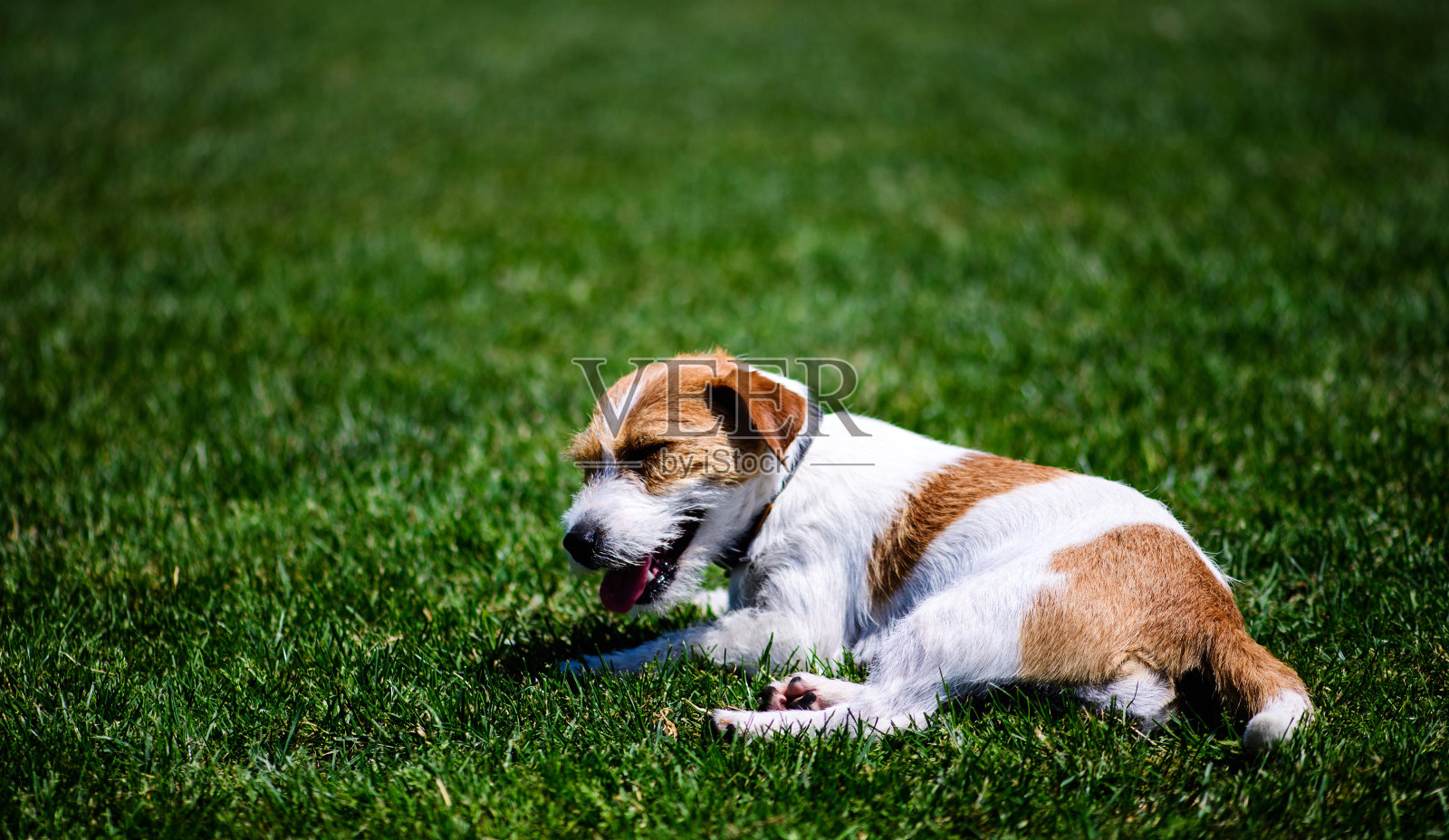 快乐的狗在绿色草地上照片摄影图片