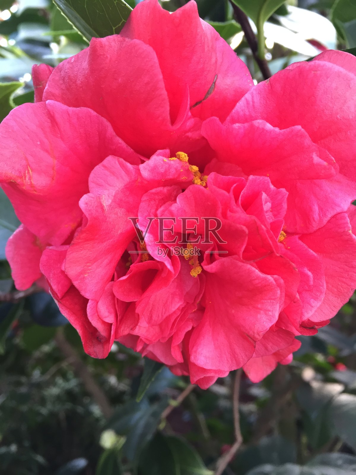 城市公园里的茶花照片摄影图片