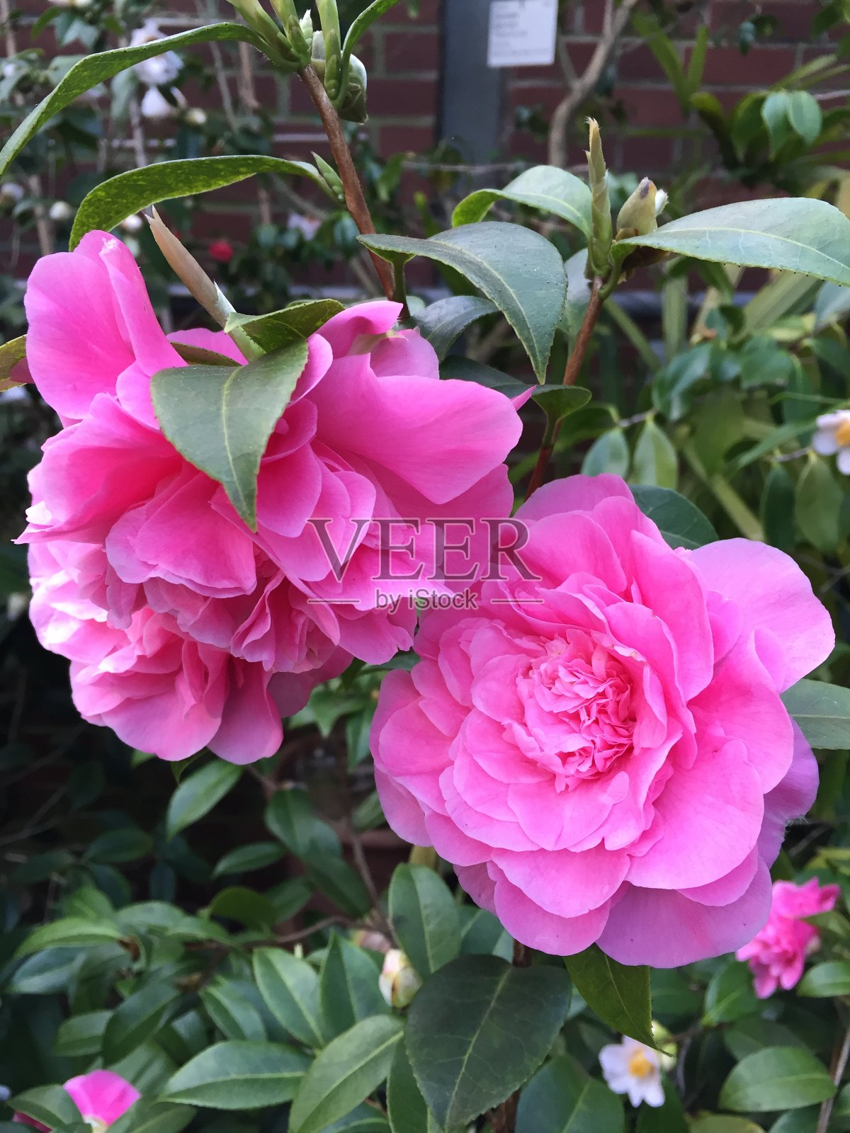 城市公园里的茶花照片摄影图片