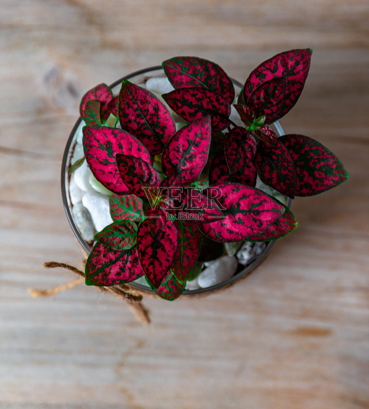 木桌上的红色波点植物照片摄影图片