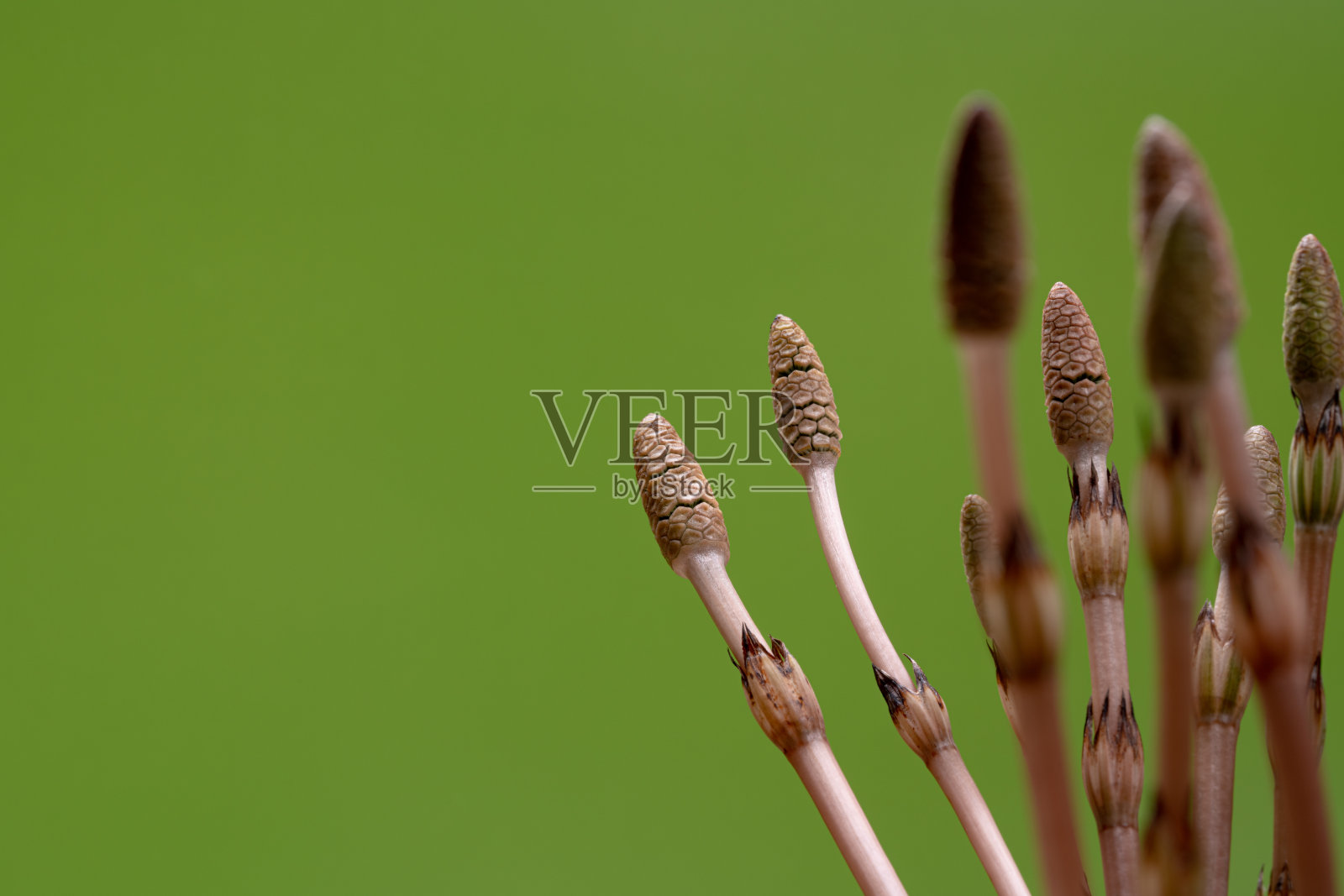 马尾。照片摄影图片