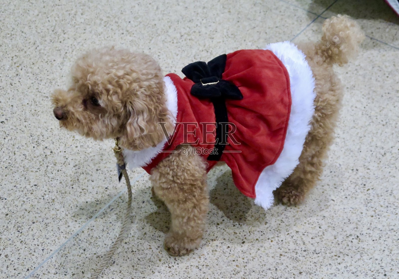 狗的圣诞照片摄影图片