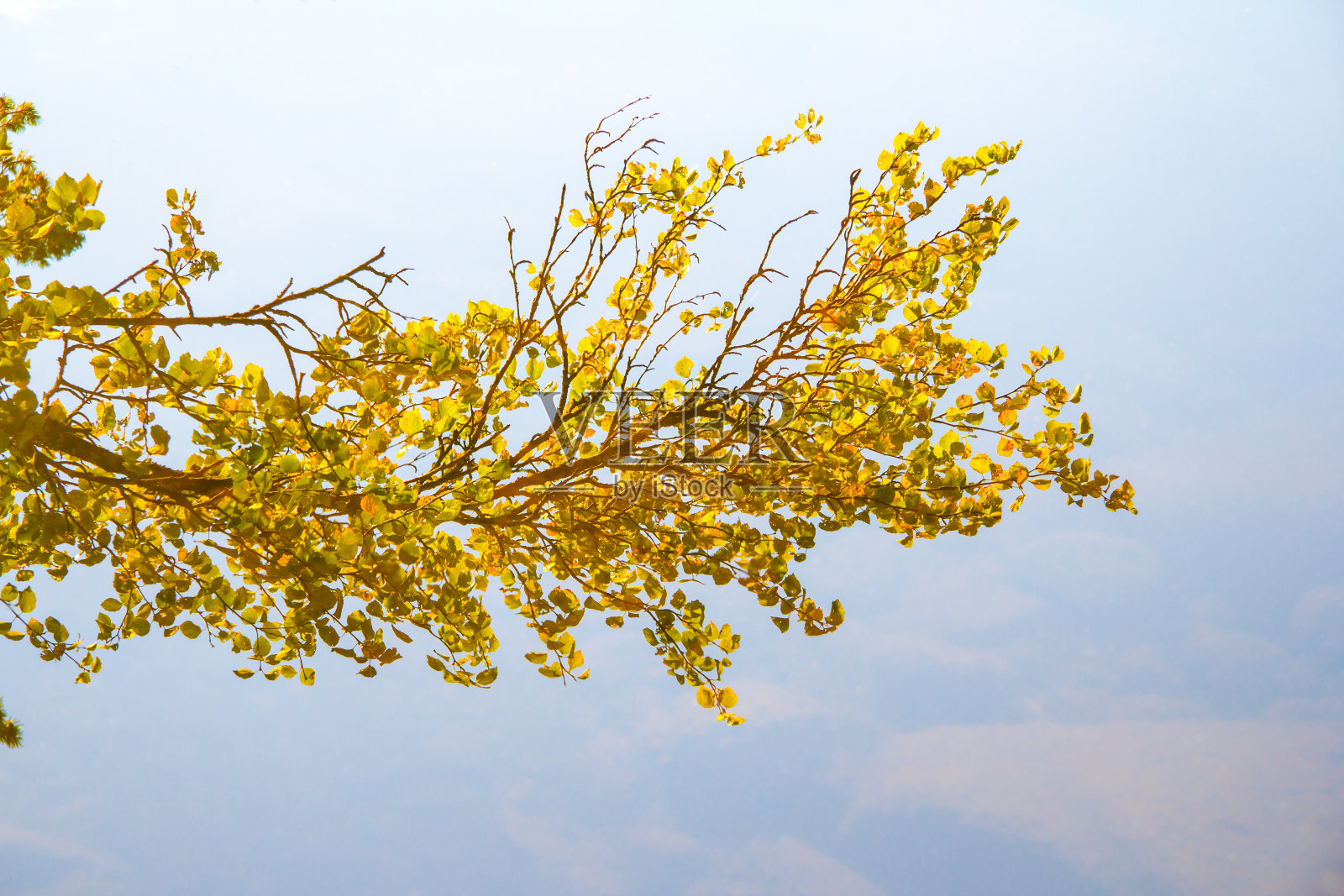 树枝与黄色的叶子弯在清澈的水照片摄影图片