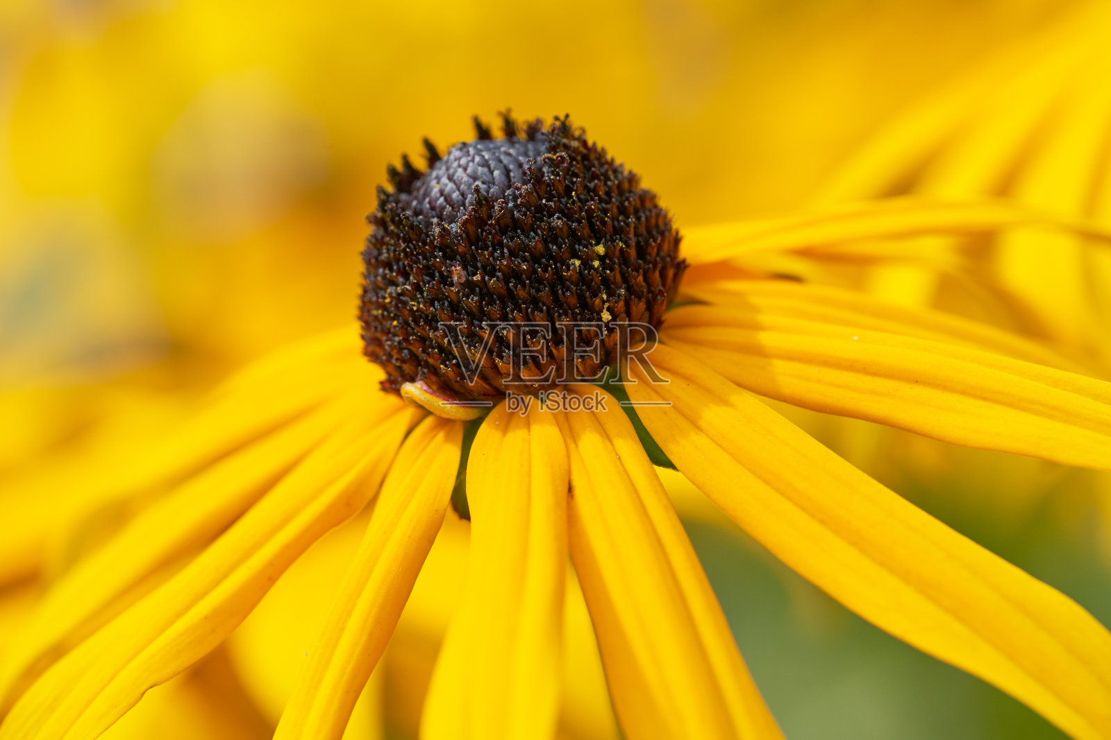 黑眼睛的苏珊-鲁德贝克花特写。照片摄影图片