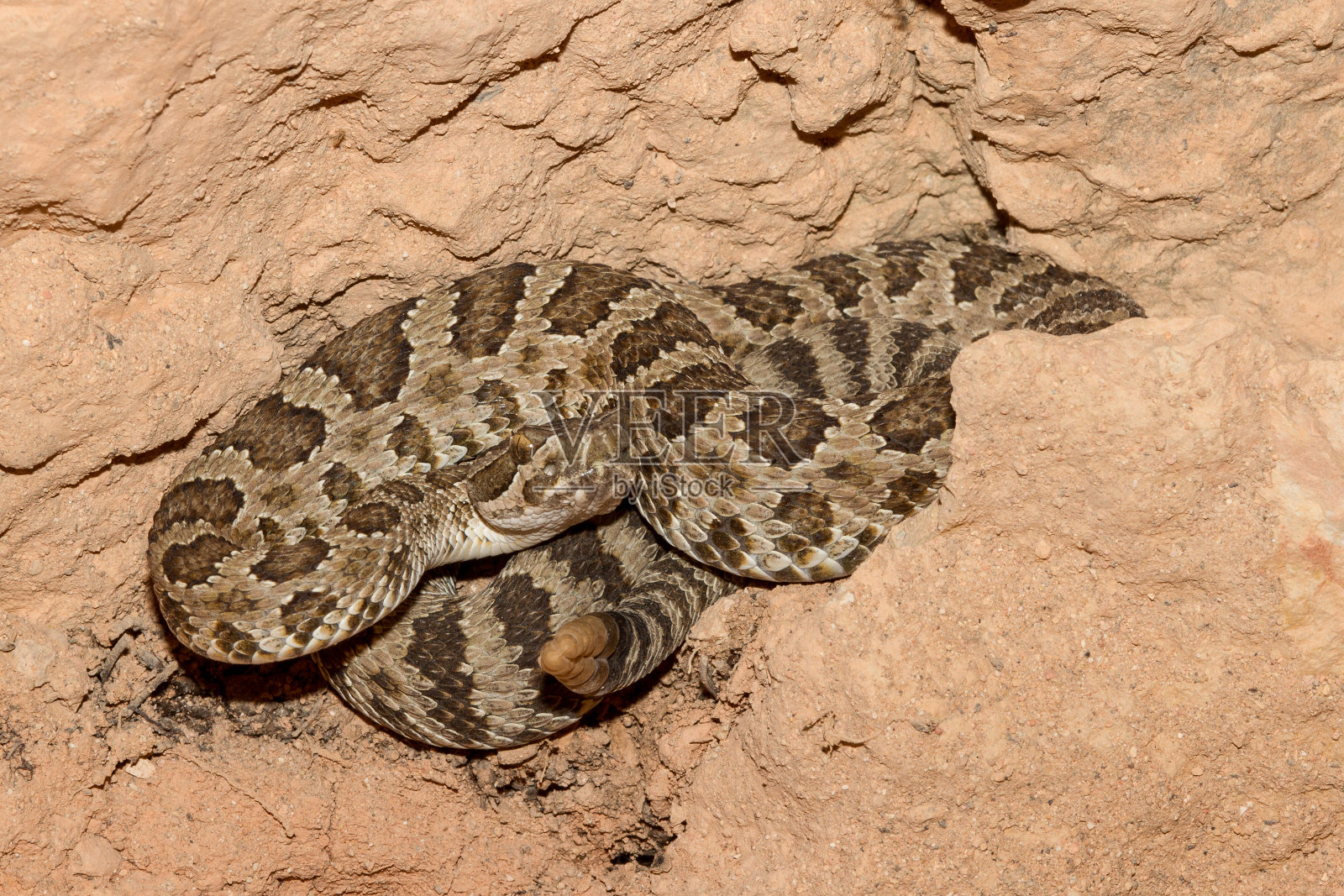大盆地响尾蛇照片摄影图片
