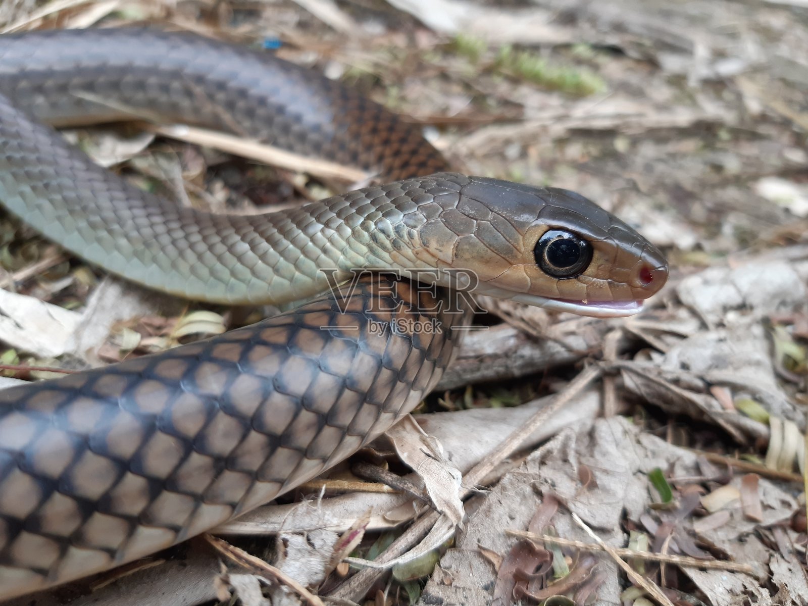 印度支那鼠蛇照片摄影图片