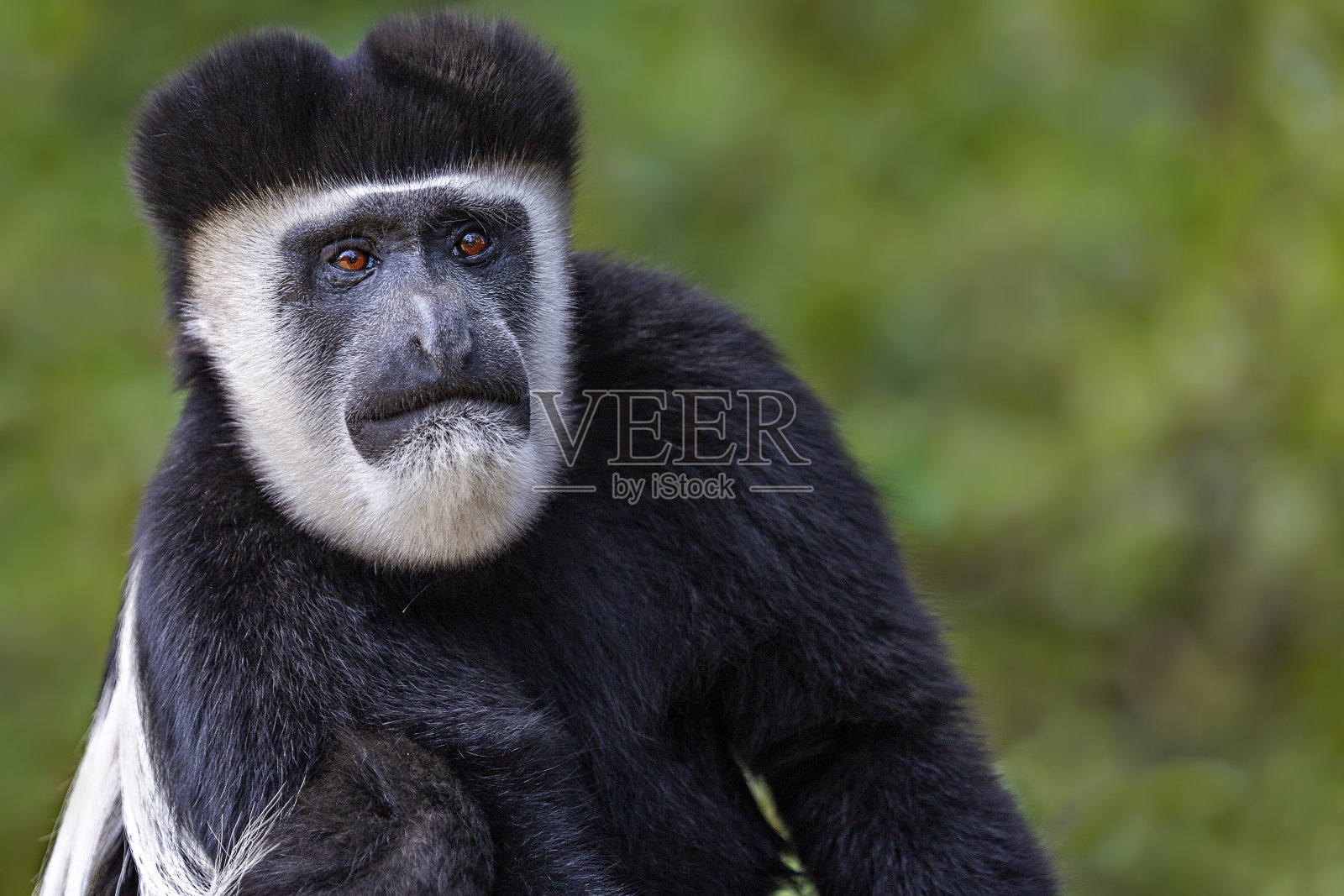黑白疣猴照片摄影图片