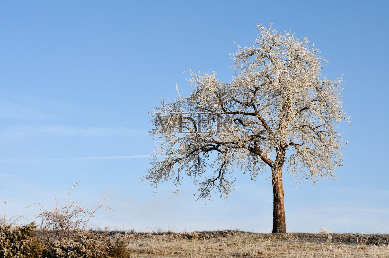 在晴朗的日子，苹果树上覆盖着一层霜冰照片摄影图片