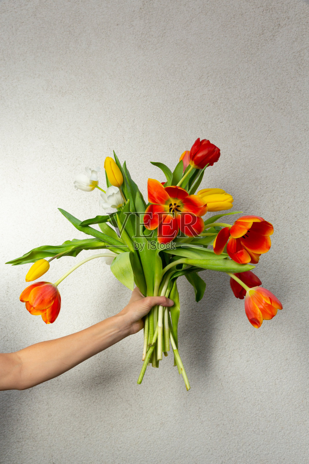 白色背景上的郁金香花束照片摄影图片