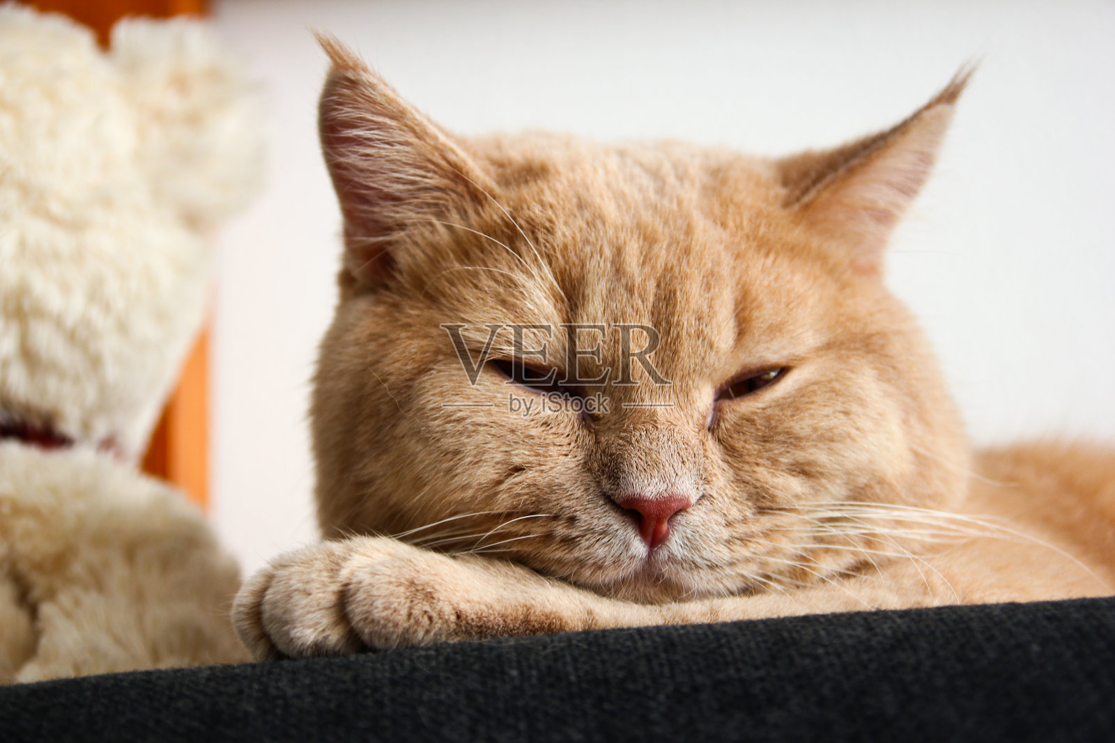 一只可爱的红毛虎斑猫躺在沙发上，看起来很开心，很满足。照片摄影图片