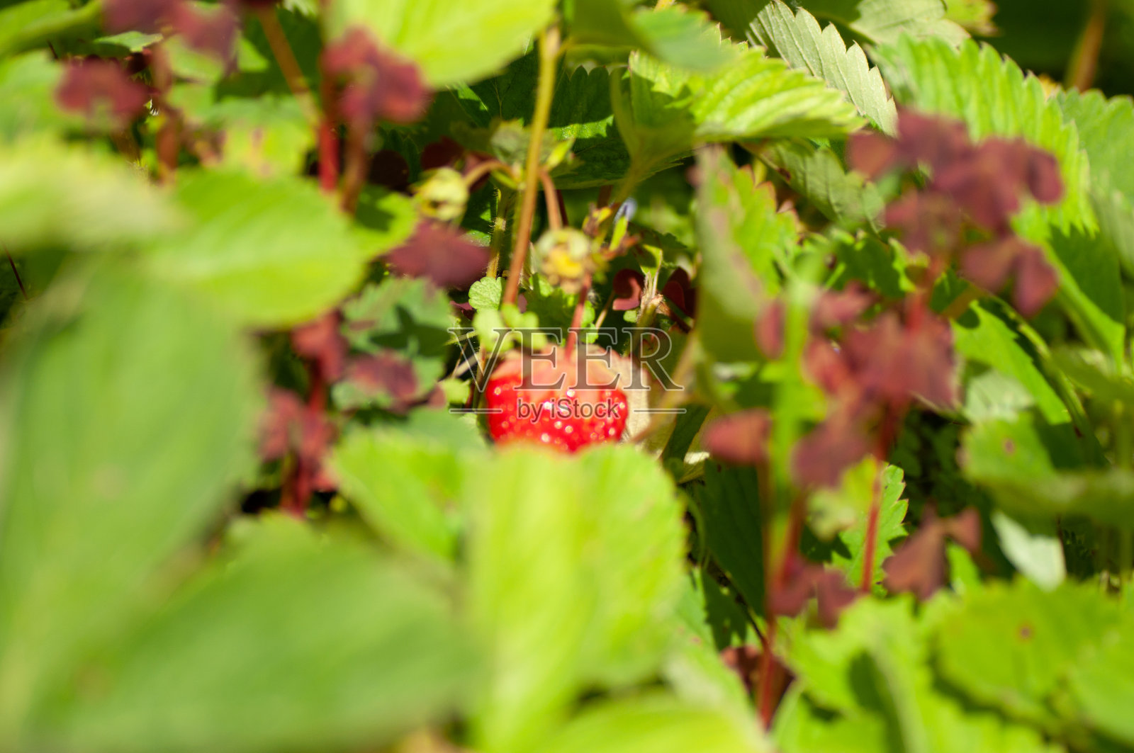 有机红草莓植物。野生有机草莓丛。在花园里生长的草莓照片摄影图片