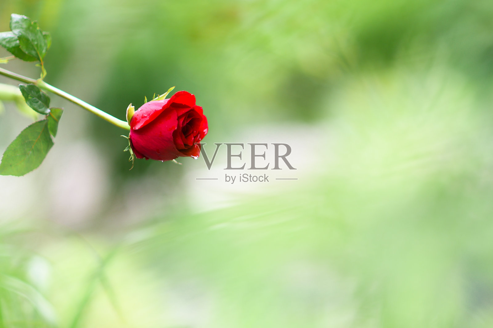 情人节快乐的背景。美丽的红玫瑰背景照片摄影图片