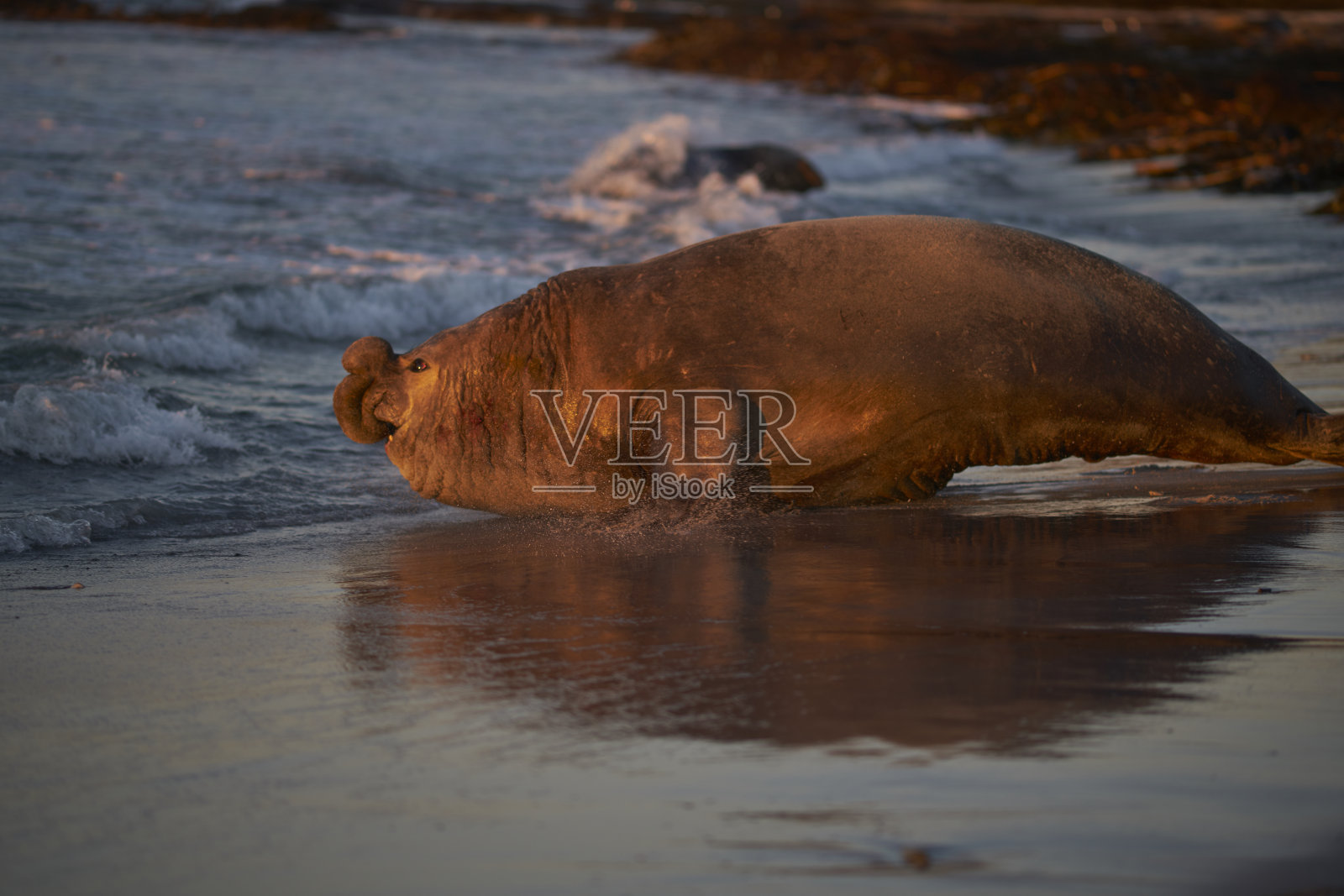 海象在移动照片摄影图片