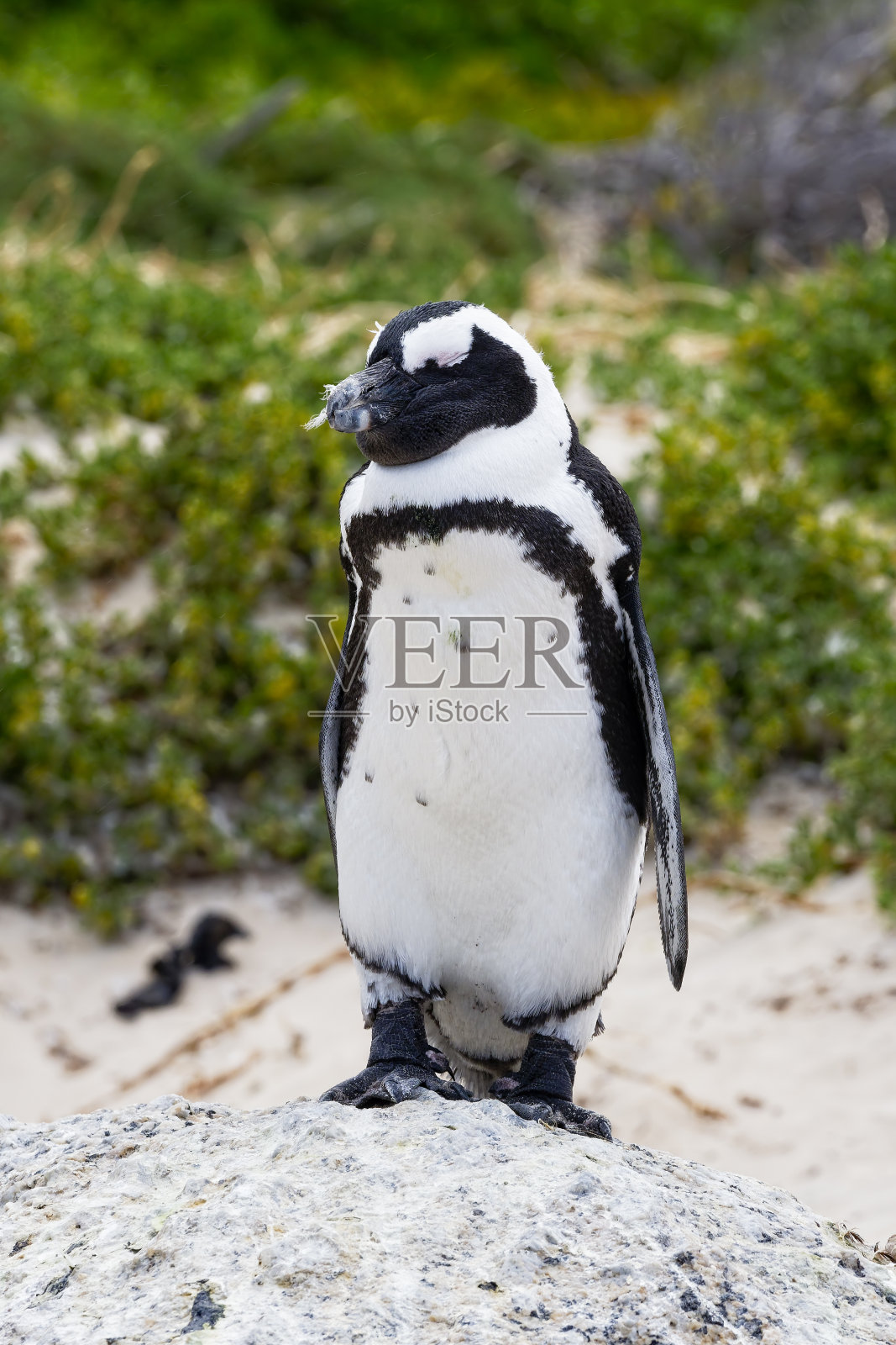 一只孤独的南非企鹅在博尔德斯海滩的一块岩石上睡觉照片摄影图片