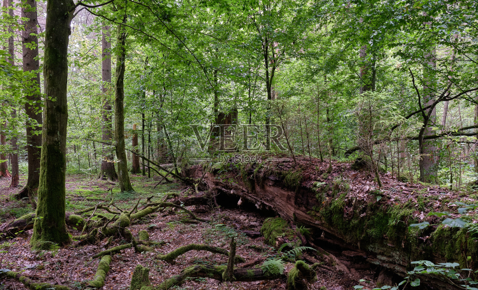 倒下的高大橡树照片摄影图片