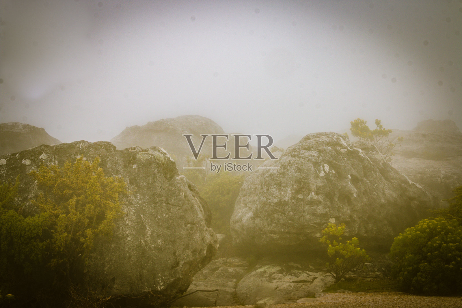 南非Vista照片摄影图片