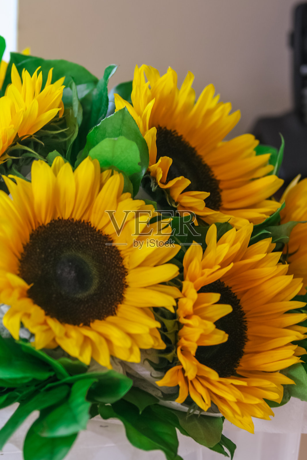 窗户上的一束节日的向日葵。祝你生日快乐。世界上最美丽的花。照片摄影图片