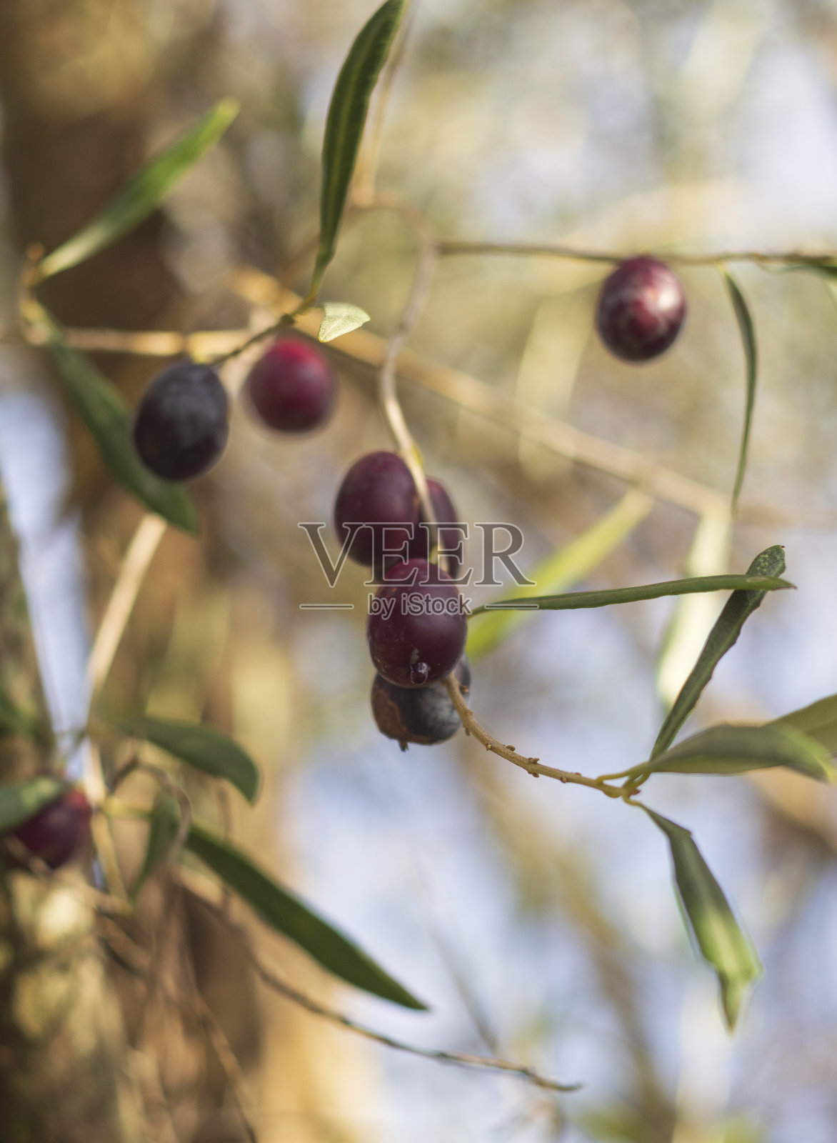 在一个阳光明媚的日子里，在希腊的一个岛上，树上的成熟橄榄照片摄影图片