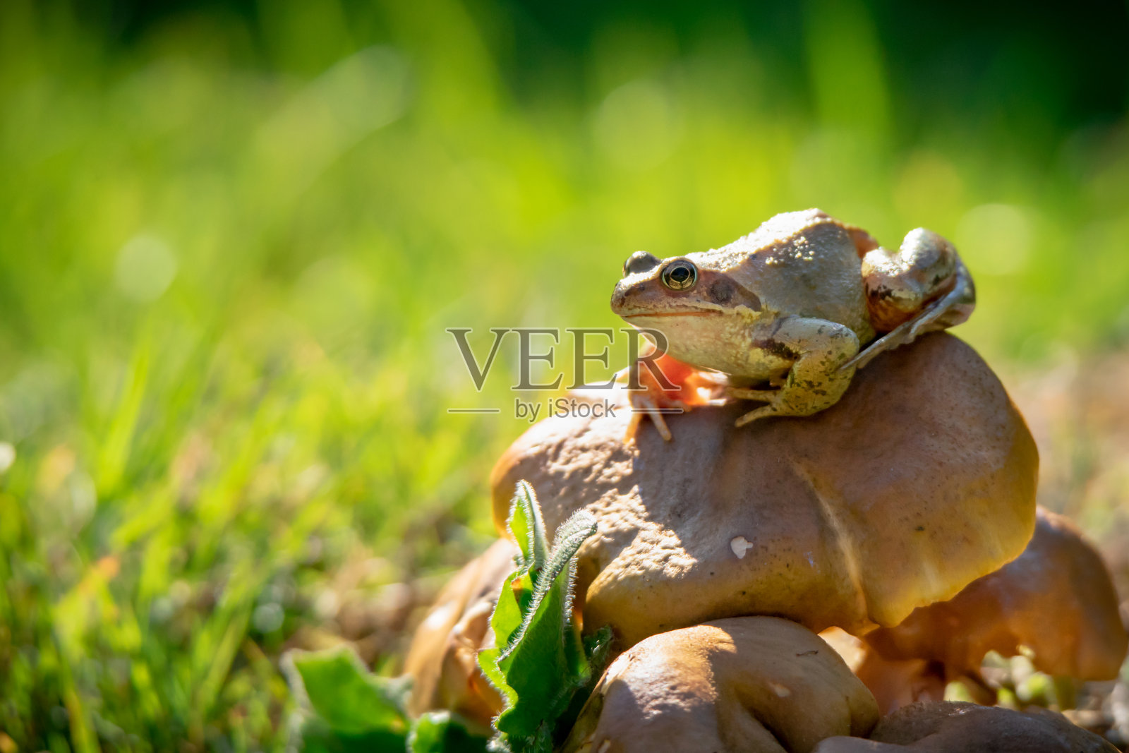 青蛙坐在蘑菇上照片摄影图片