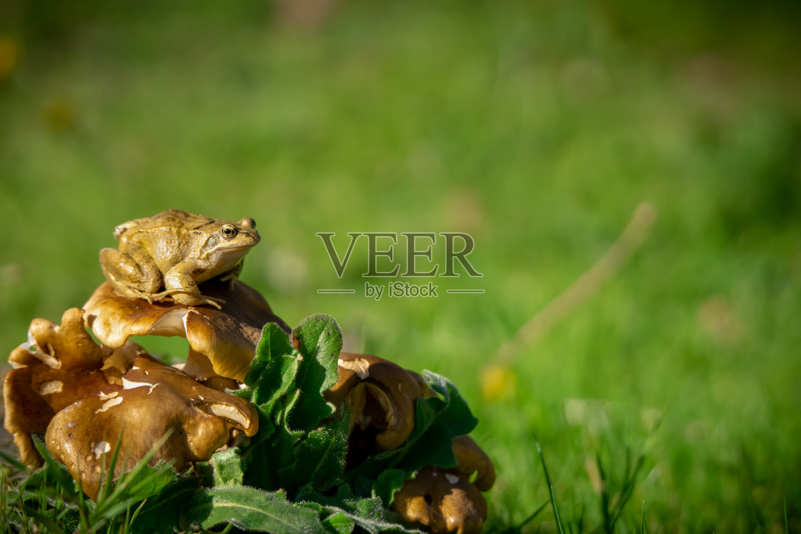 青蛙坐在蘑菇上照片摄影图片