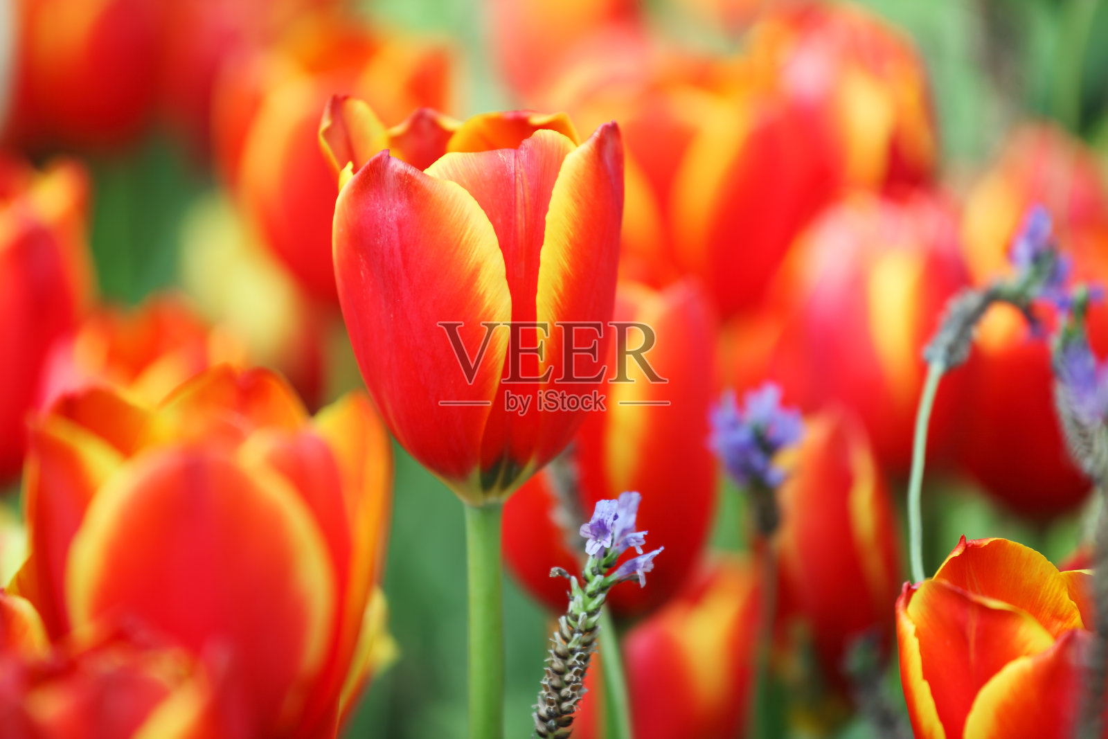 近距离的美丽的郁金香花背景照片摄影图片