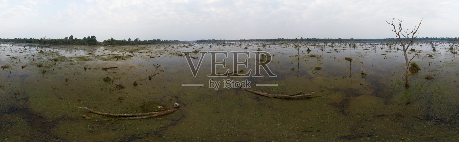 湖面上有老树伸出水面。360 VR全景无人机拍摄。柬埔寨附近古吴哥窟寺庙废墟建筑群日出无人机4k照片摄影图片