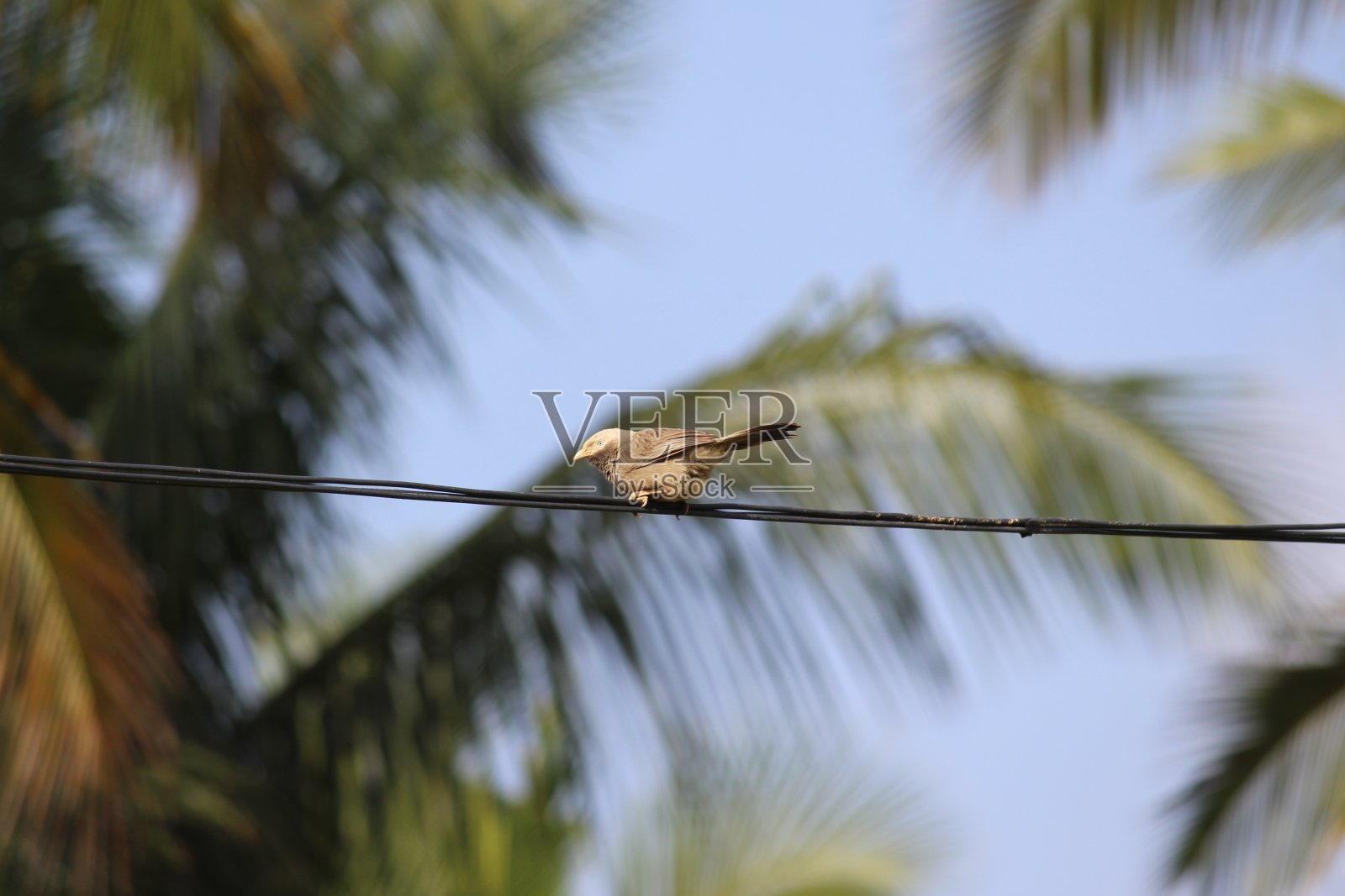 丛林胡说之人照片摄影图片