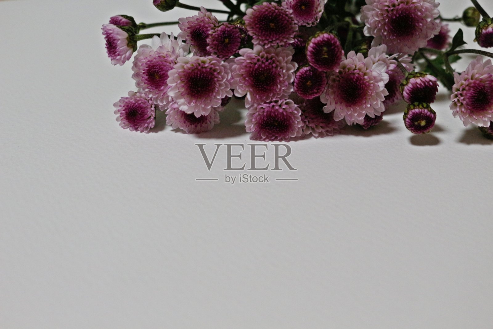 小紫菊在顶上照片摄影图片