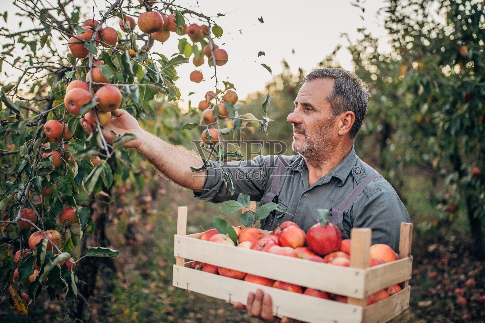 农夫带着一箱熟苹果穿过果园，收获果实照片摄影图片