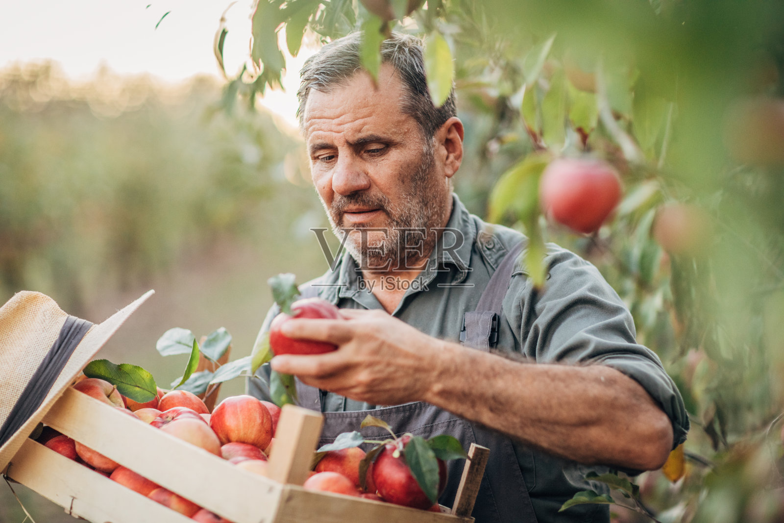 农夫带着一箱熟苹果穿过果园，收获果实照片摄影图片