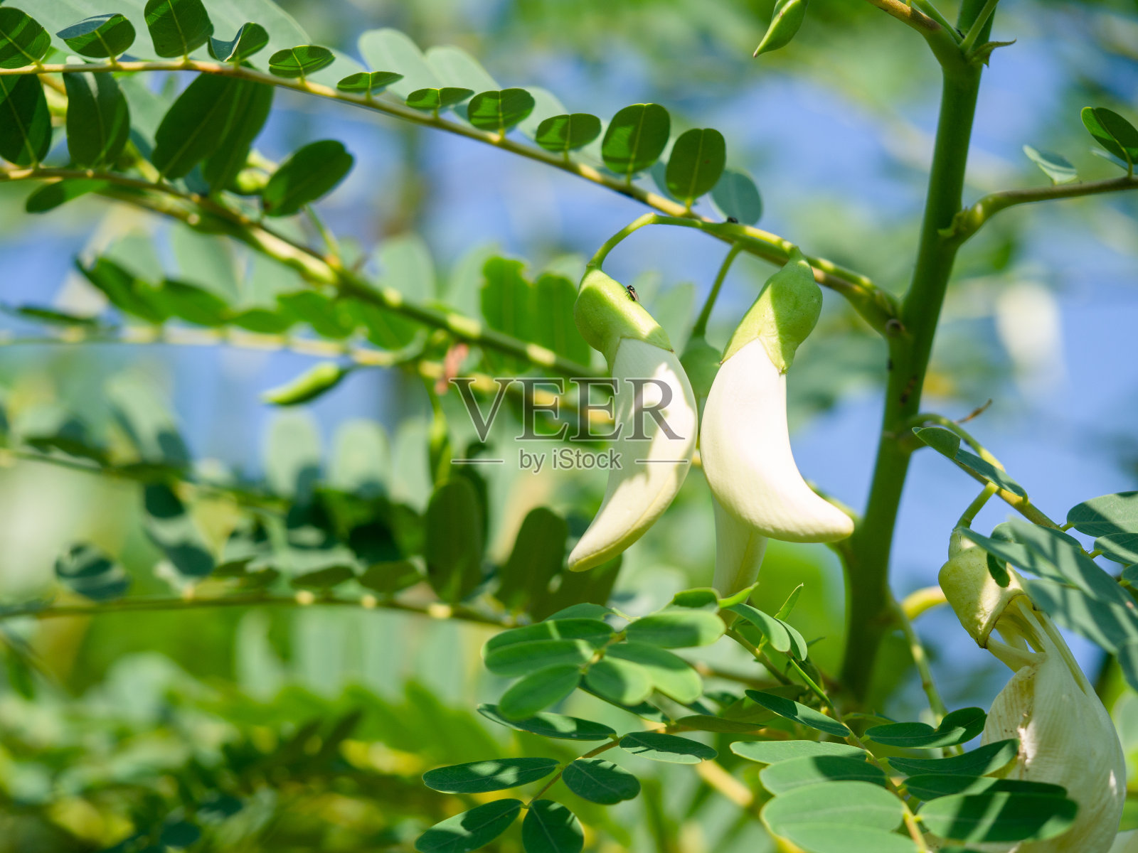 植物蜂鸟田菁(Sesbania grandiflora Desv.)学名或泰语Dok Kae)照片摄影图片