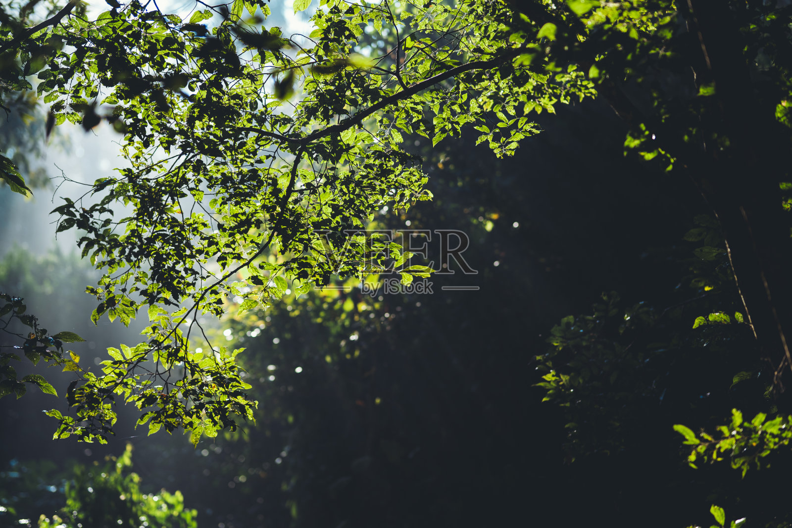 大自然，雾和树在早上照片摄影图片