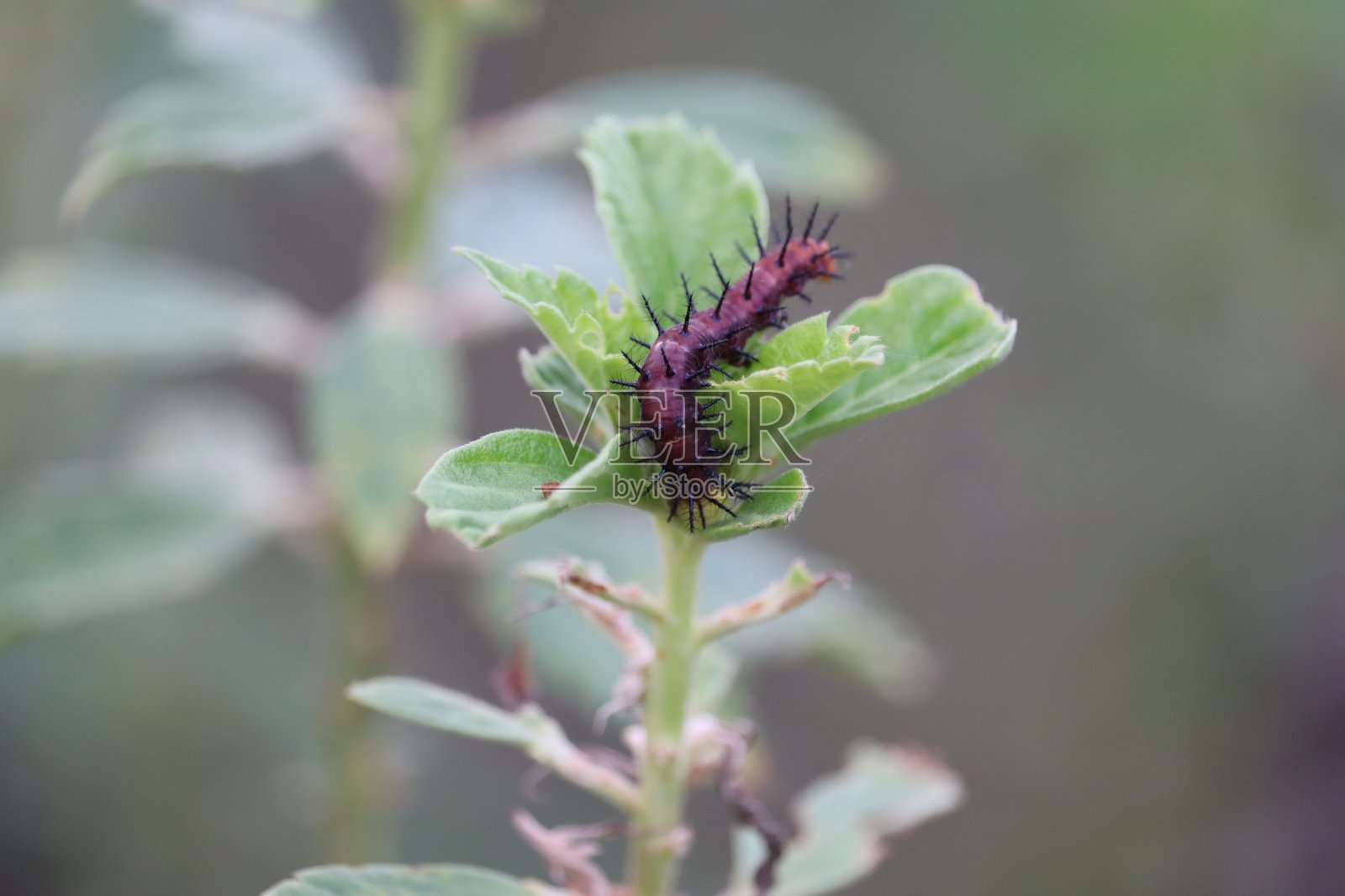 孔雀蝴蝶的毛虫照片摄影图片