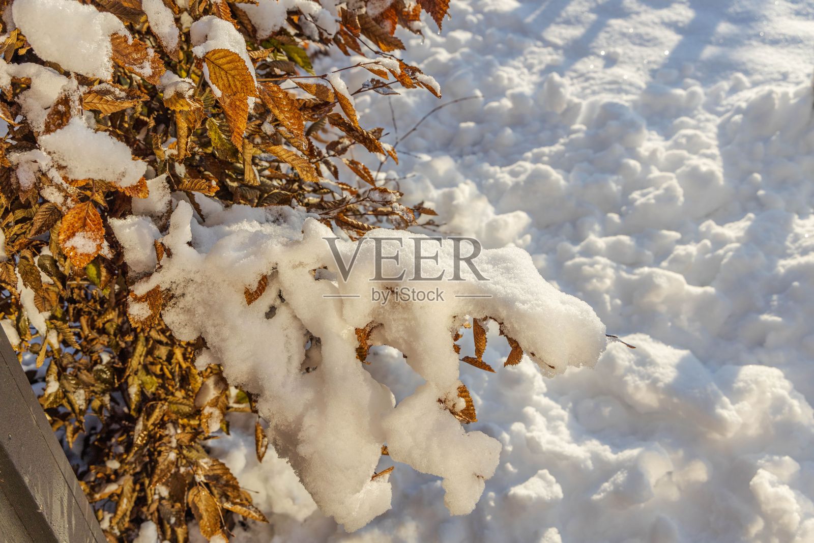 美丽的冬天。冬天的雪树。冬天的一天。美丽的冬天背景。照片摄影图片