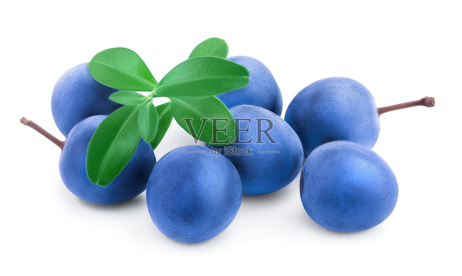 黑刺李或黑刺李浆果，叶子孤立在白色背景上。李属spinosa照片摄影图片