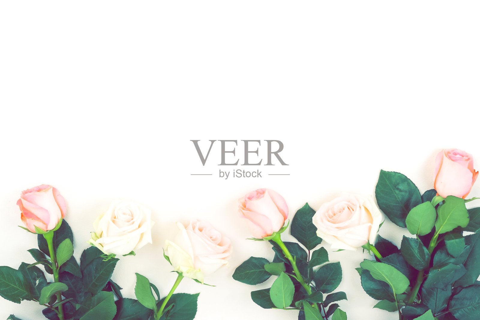 鲜花的背景。粉色玫瑰花束白色背景俯视图，拷贝空间。柔和的色彩假日概念照片摄影图片