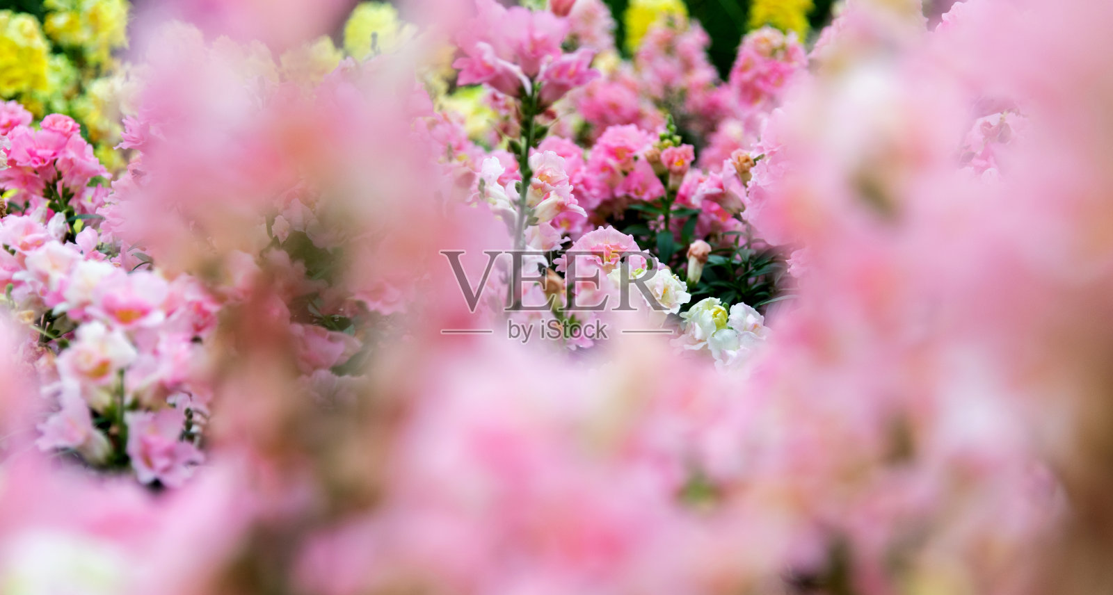 粉红色的金鱼在公园里绽放照片摄影图片