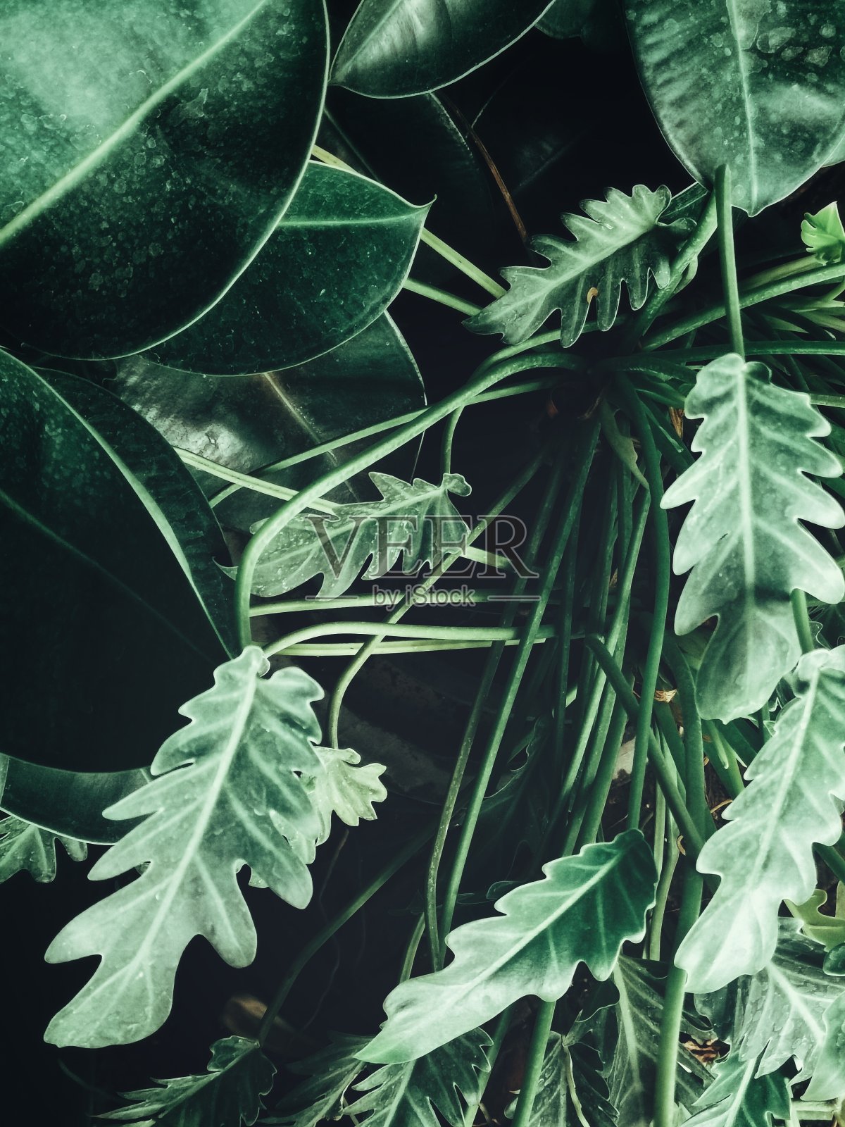 美丽的绿色热带树叶照片摄影图片