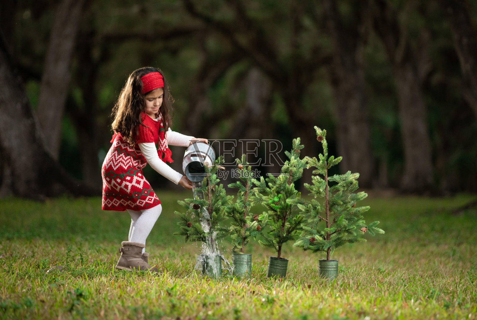 女孩为圣诞节浇小松树照片摄影图片