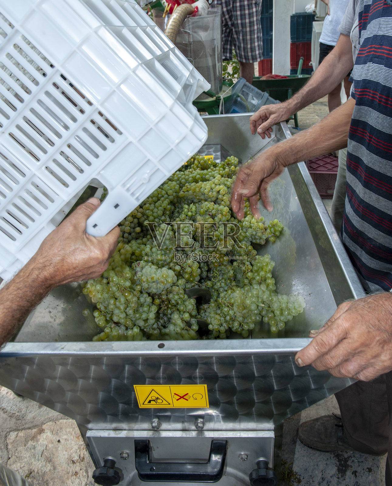 酿酒时压碎葡萄的过程照片摄影图片