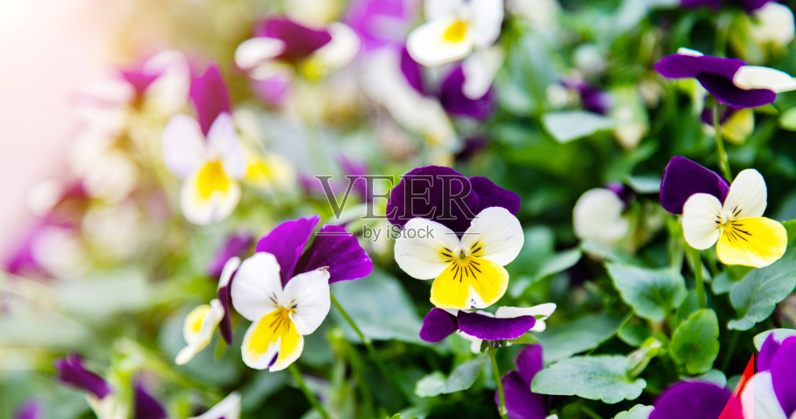 公园里盛开的三色堇照片摄影图片