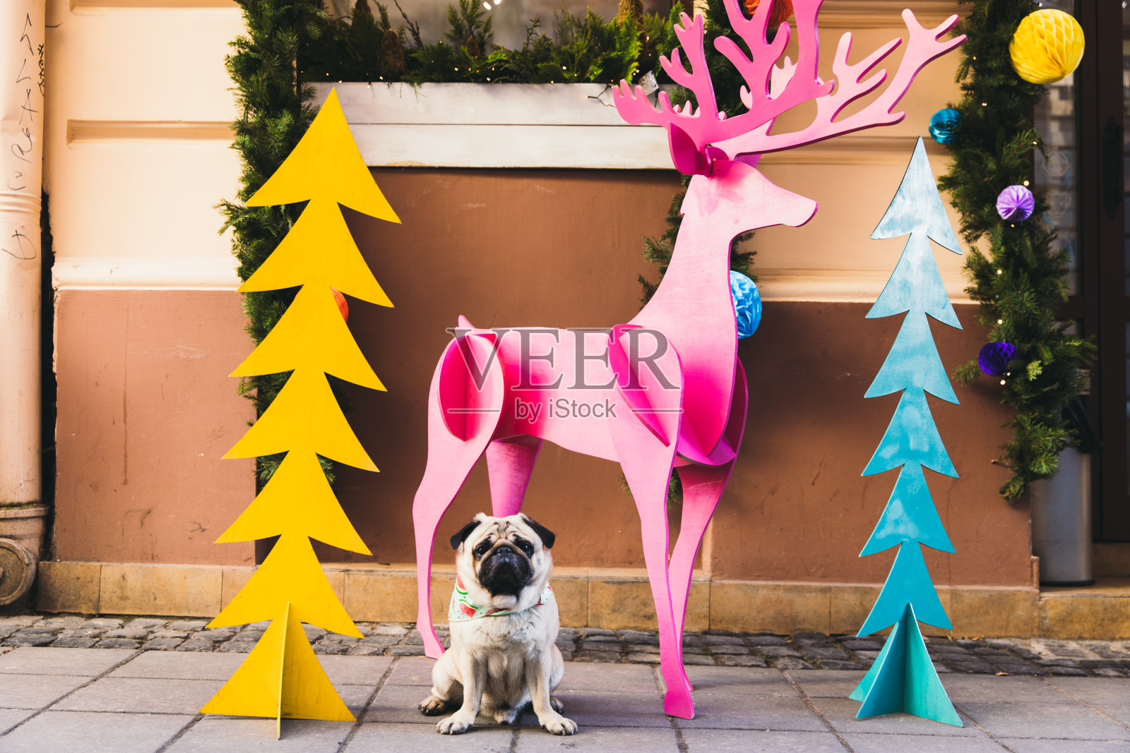 可爱的小狗祝您圣诞快乐！照片摄影图片