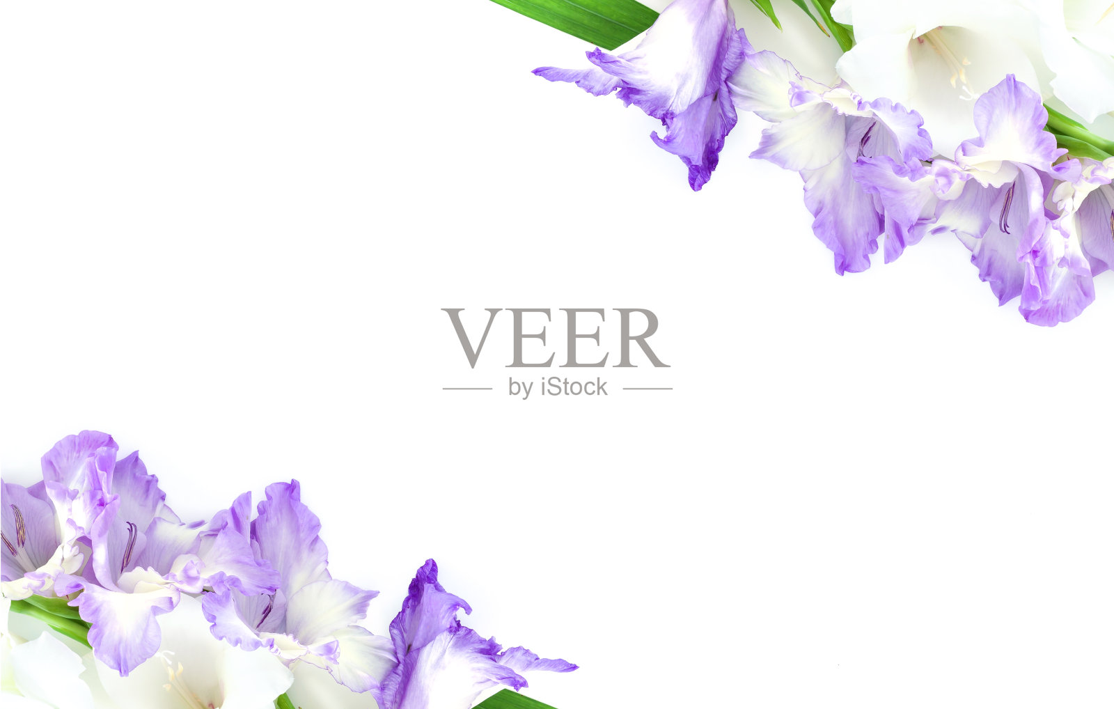 美丽的剑兰花孤立在白色的背景。框紫罗兰紫罗兰花。照片摄影图片