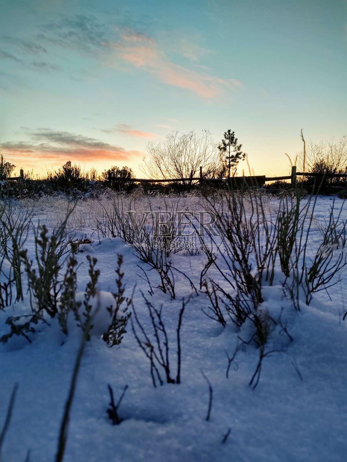 山艾树在清晨的雪中照片摄影图片
