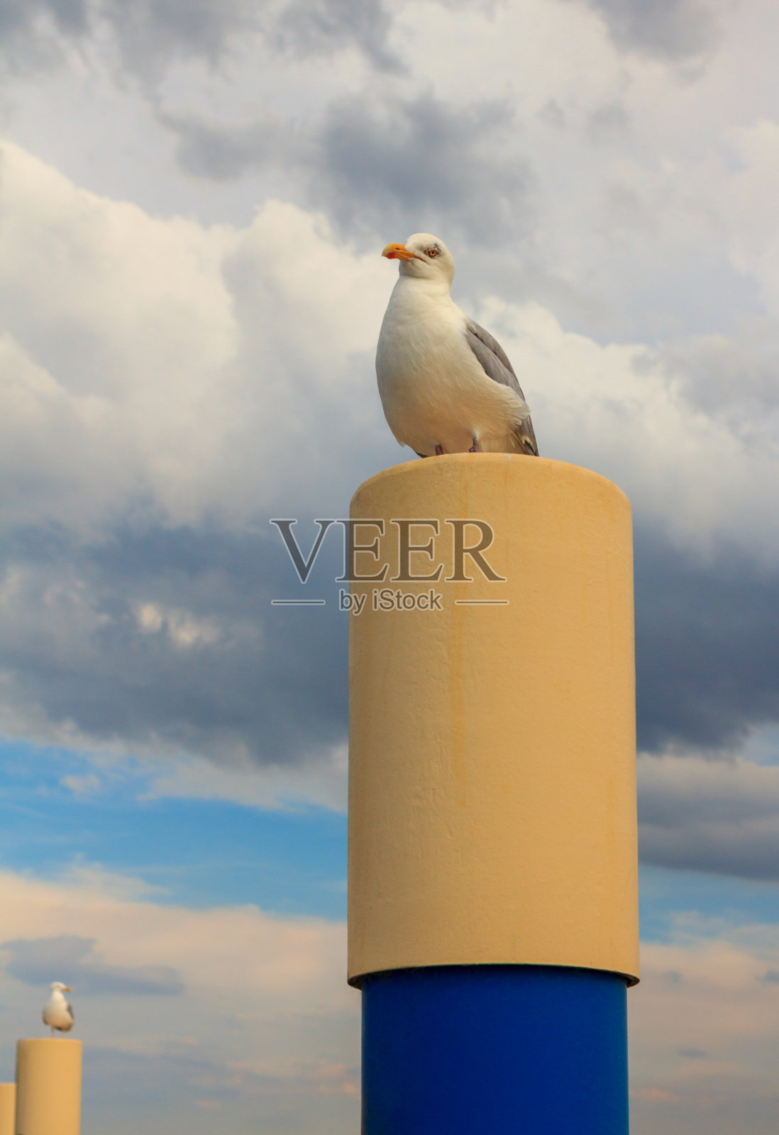 一只海鸥栖息在金属系柱上照片摄影图片