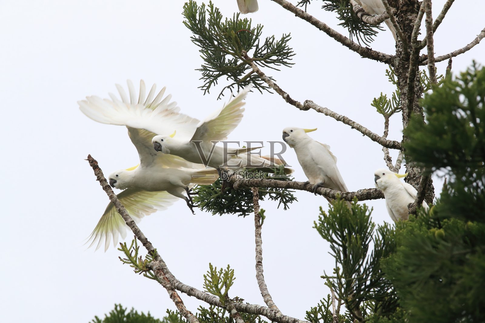 硫冠凤头鹦鹉照片摄影图片