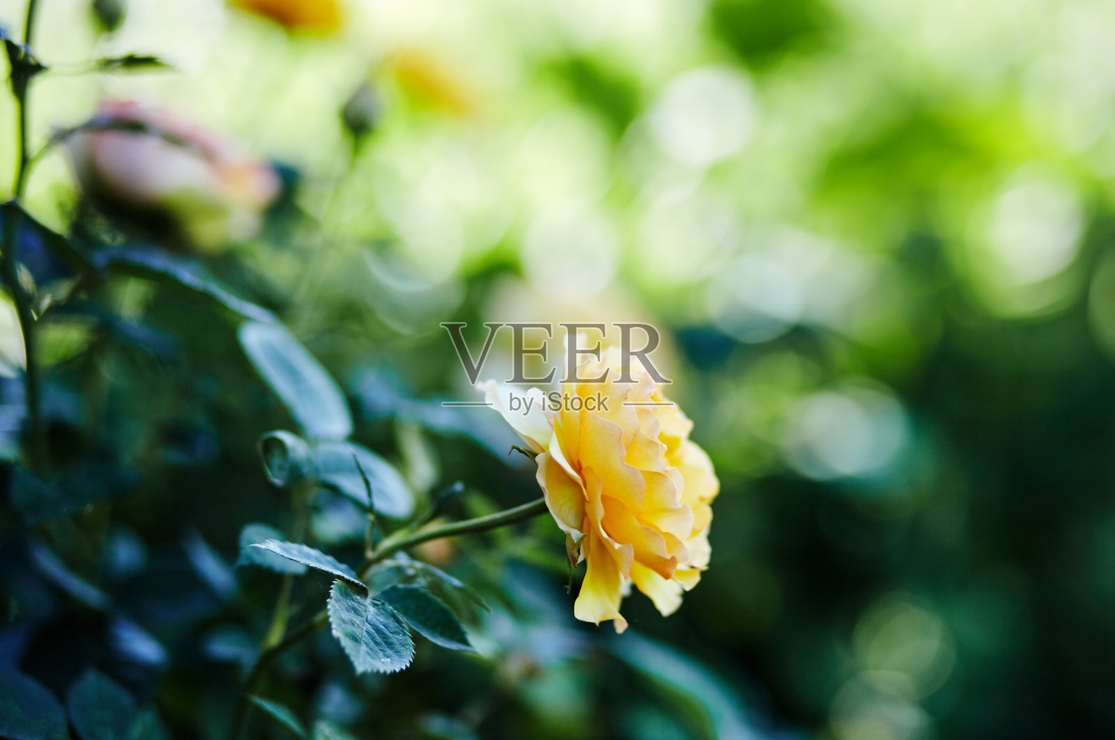 玫瑰花的照片。美丽的春天或夏天盛开的玫瑰植物。花开花落形象鲜明。丛玫瑰开花。选择性聚焦，模糊背景照片摄影图片